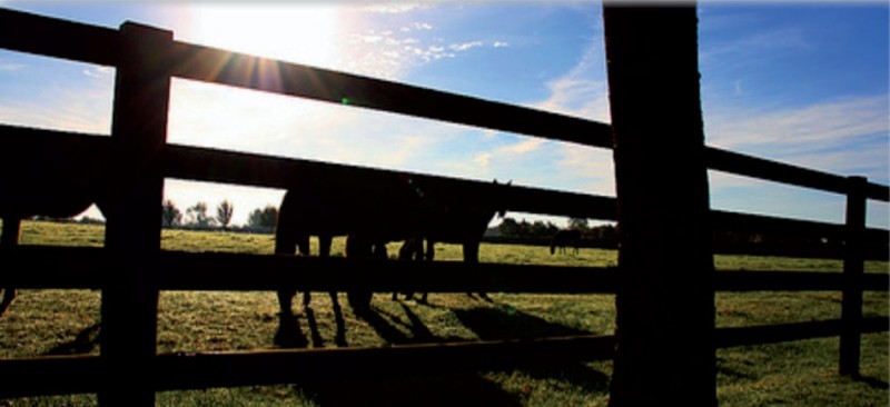 Bakarac Electro Limited worked on several stud farms around Kildare and Meath installing complete electrical systems for farmhouses, stables, offices, security lighting and geothermal heating systems and controls